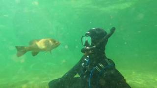 美国潜水员跟野生小鲈鱼交朋友，为了见它学“鱼语”，还差点冻死