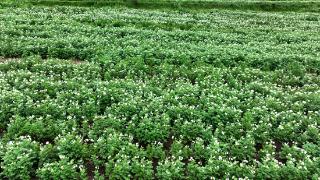 壮观！威宁自治县马铃薯现代化种植示范基地洋芋花盛开