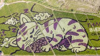 泰国艺术家创作巨型稻田猫图