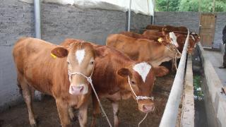 育肥牛快速育肥的饲料配方是什么？给育肥牛喂料时需要注意什么？