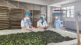 凌云：强化监管 助力茶叶质量整体提升