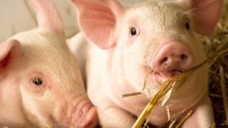 傲农生物5月生猪销售量环比增长16.6%
