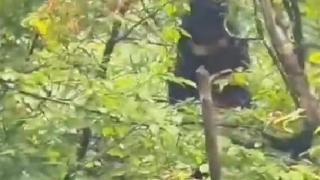 四川巴中一景区发现黑熊，目击者：它在觅食野樱桃