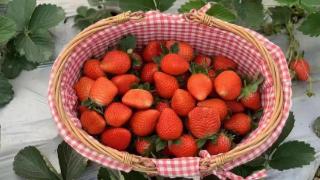 买草莓，别只会挑红的！果农教你3个“小技巧”，保准一挑一个甜