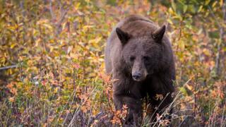 猎杀野生黑熊烤着吃，美国一家6口患上罕见疾病
