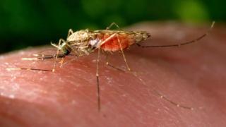 美国近两个月出现5起因蚊子传播的疟疾病例，系20年来首次