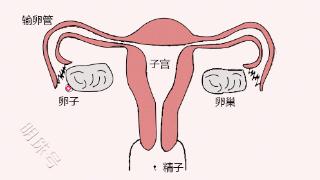 三胎政策的落实以来，输卵管复通术后怀孕的几率大吗？