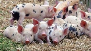 如何预防猪群爆发传染病？怎样降低猪群感染传染病？养猪人快来看