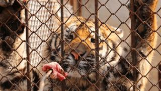 为何动物园不给老虎喂猪肉，吃猪肉有何危害？