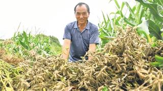 “一地双收” 300余亩带状复合种植大豆喜获丰收