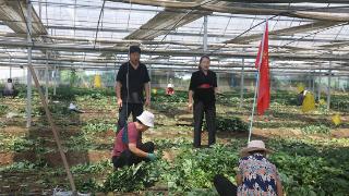 临沂市乡村振兴劳模服务团莒南县道口镇成员开展助力草莓种植产业高质量发展工作