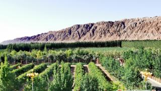 新疆巴州红酒产业启动“文化升级工程”