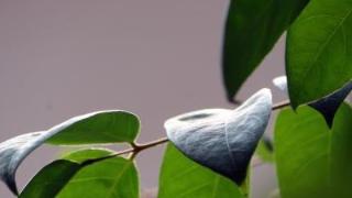 介绍酸杨桃树叶的功效与作用