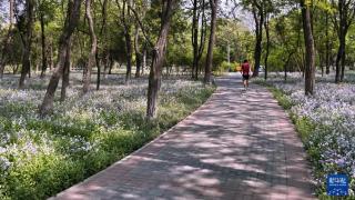 北京：公园绿地乡土地被植物应用与示范
