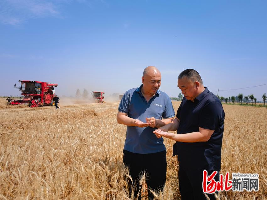 赵县这村种一亩小麦成本降了100多元，咋做到的？