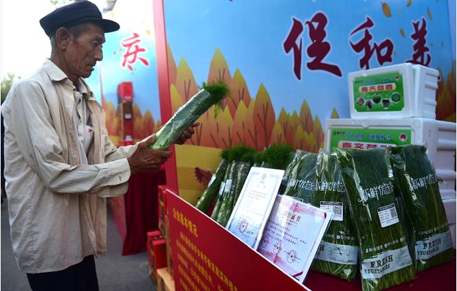 河北沧州：高粱节展示盐碱地丰收图景