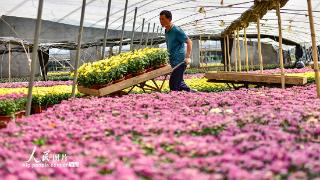 山东青州：花卉种植助增收