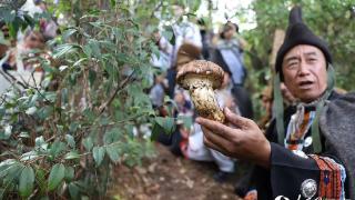 开山喽！这里松茸采摘“仪式感”拉满