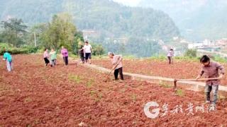 习水县同民镇：油菜育苗忙 来年餐桌香