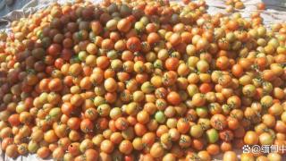 战事四起，货物流通迟缓！缅甸掸邦南部产番茄价格下跌