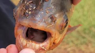 美国11岁男孩捕获人齿鱼 长着类似人类的牙齿
