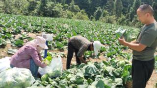 重庆巫溪：高山蔬菜铺就乡村振兴致富路