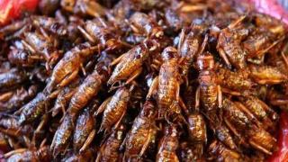 新加坡进入食虫时代：16种昆虫被批准供人食用