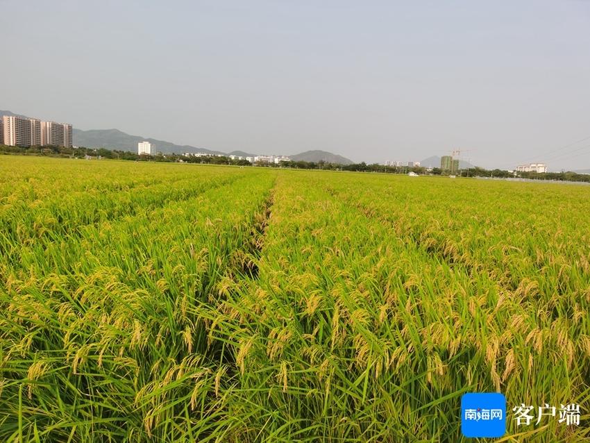 种业cro模式助力水稻繁育