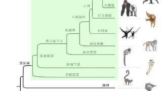 为什么人类的尾巴进化掉了，留下来不行吗？中国科学家有了新发现