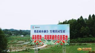 渠县智慧公路物流港助力辣椒产业发展