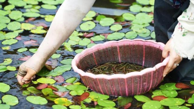 日本人偏爱的“长寿美食”，我国遍地有却少人知，你尝了没