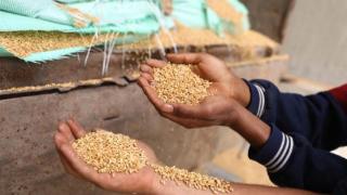 英媒称埃及买入48万吨俄罗斯小麦