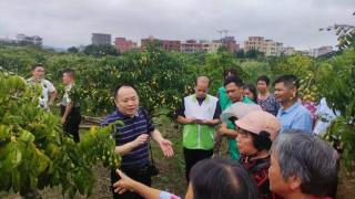 黄皮种植技术及病虫害防治培训广州白云举行