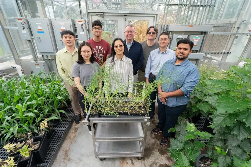 基因编辑打击石油：高产亚麻荠使生物燃料发生革命性变化