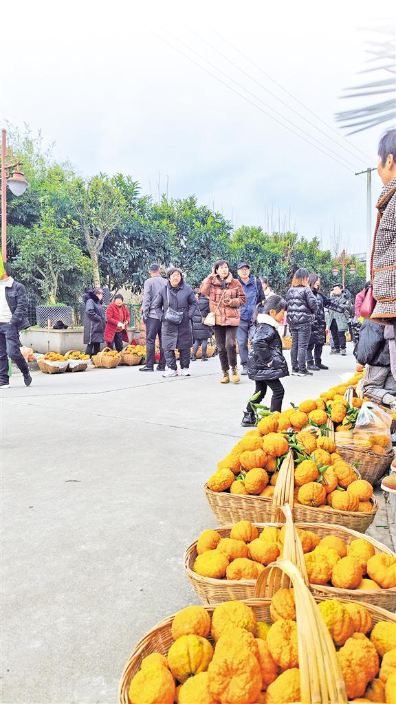 汉滨区新城街道九里村举行柑橘采摘节