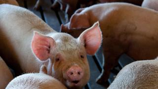 麸皮在养猪中起什么作用？麸皮喂猪都有哪些功效？养猪人必看