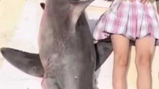 烹食噬人鲨罚款12.5万元  网友：为什么只是行政处罚？