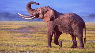 假如大象早已灭绝，科学家通过化石复原的大象会是什么样子？
