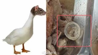 不是避孕套是鸭眼球巩膜，已“平反”的学校能否给被开除的厨师“平反”？