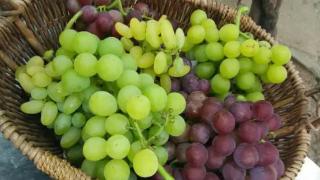 想知道葡萄和提子的区别？味蕾惊艳！谁能夺得水果之王的宝座？