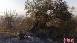 希腊林火现场发现18具遗体 官方：估计为非法移民