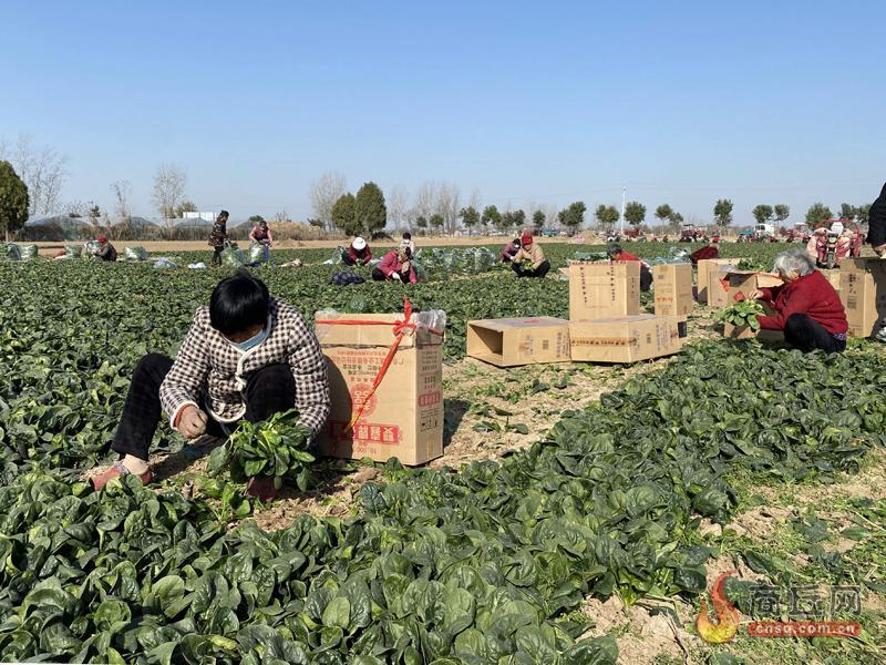 后张村：菠菜种植助力农民增收