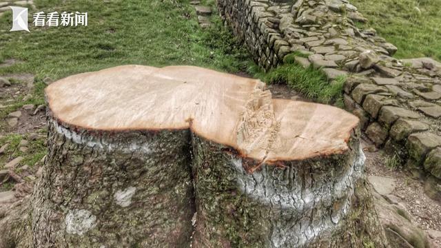 矗立200多年！英国地标性古树被一16岁男孩砍倒