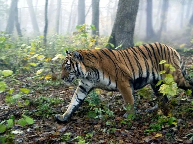 26岁俄罗斯女子到树林里如厕差点被老虎咬死，还可能被罚18万