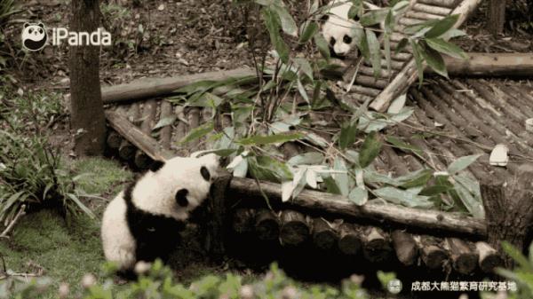 吃竹子吃到手忙脚乱的大熊猫