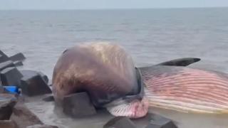 汕头海边发现一头死鲸，“天冷，发生鲸爆可能性小”