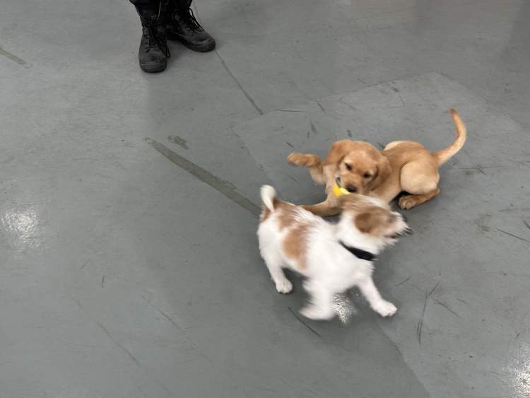 探访上海警犬基地：三个月大的幼犬每天在跑步机上练体能
