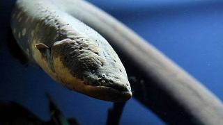 电鳗能直接电死鳄鱼和成年人？揭秘它的超强电压秘密！