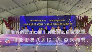 以“葡”为媒谋发展 淮北市第八届段园葡萄采摘节开幕