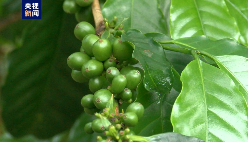 拉美观察丨哥斯达黎加咖啡产业面临多重挑战 政府多措并举积极应对